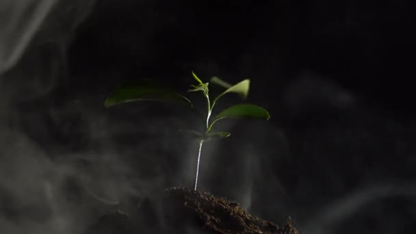 Nahaufnahme einer kleinen Pflanze in einer Handvoll Erde in Rauch isoliert auf schwarzem Hintergrund. Konzept der Ökologie, Umweltschutz, Luftverschmutzung, Zerstörung seltener Pflanzen - Filmmaterial, Video