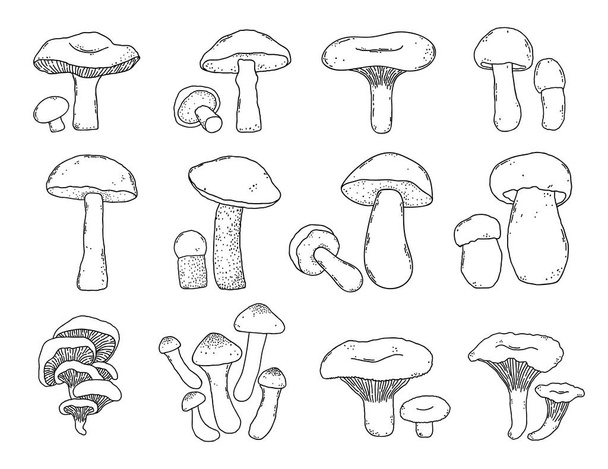 Coleção de cogumelos desenhados à mão
 - Vetor, Imagem