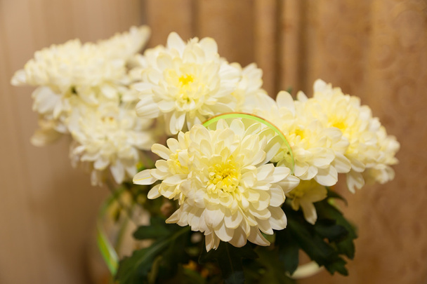chrysanthemum - Photo, Image