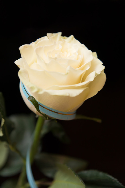 Белая роза
 - Фото, изображение
