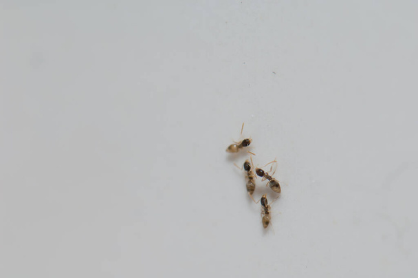 Αργεντινά μυρμήγκια Χυμό λινεπιθέματος σε τοίχο. - Φωτογραφία, εικόνα