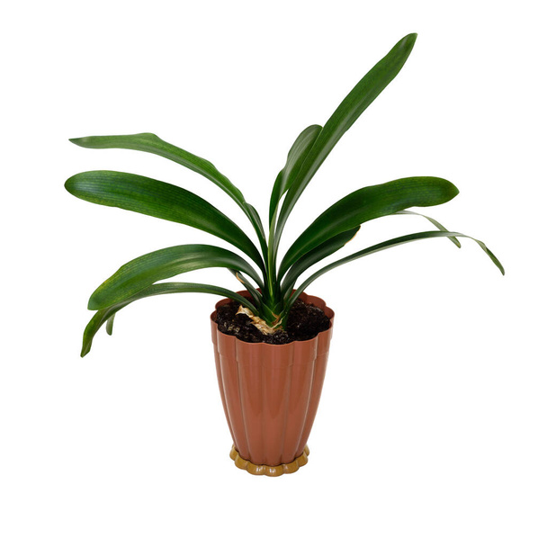 Indoor plant clivia in a brown pot, isolated. - Photo, Image