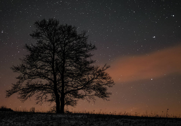 A tree stands on a horizon and a night sky with stars in the background - Fotoğraf, Görsel