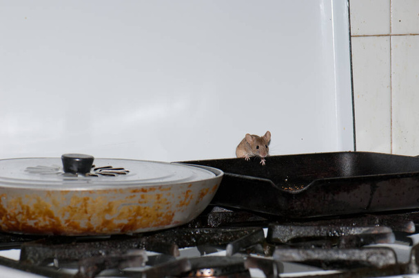 Dom mysz Mus musculus szuka żywności w kuchni. - Zdjęcie, obraz