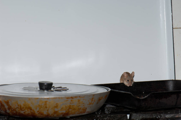 Dům myš Mus musculus jíst zbytky chleba v kuchyni. - Fotografie, Obrázek