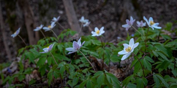  Hóvirág Anemone (Anemone sylvestris) a litván erdőben. Tavaszi szezon. Sekély fókusz. - Fotó, kép
