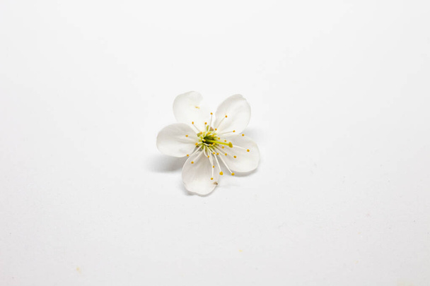 Spring flowers with white background - Photo, Image