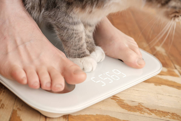 Bosé nohy a tlapy kočky stojí na inteligentních vahách, které dělají bioelektrickou impedanční analýzu, BIA, měření tělesného tuku. - Fotografie, Obrázek