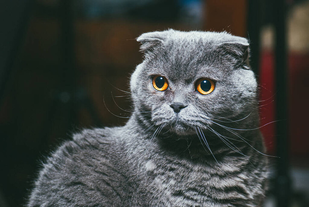 Scottish fold gray cat with orange eyes, closeup portrait - Fotoğraf, Görsel