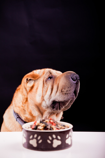 Шарпейський собака з тарілкою
 - Фото, зображення