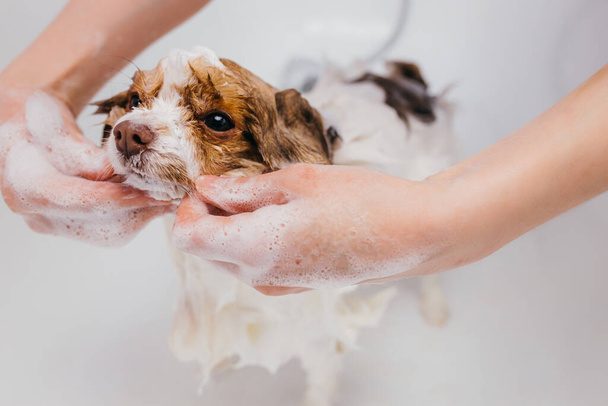 funny pet spitz in bath before grooming - Fotó, kép