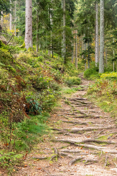 Trail in Black Forest around Forbach village, Germany - Photo, Image