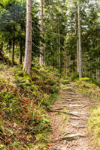 Trail in Black Forest around Forbach village, Germany - 写真・画像