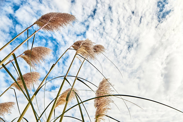 Foxtail or Fountain grass with blue skies at sunny day, outdoors Cordoba, Argentina, South America - Photo, Image
