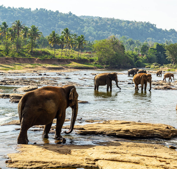Elephants bathing in the river wild animals, Sri Lanka - 写真・画像