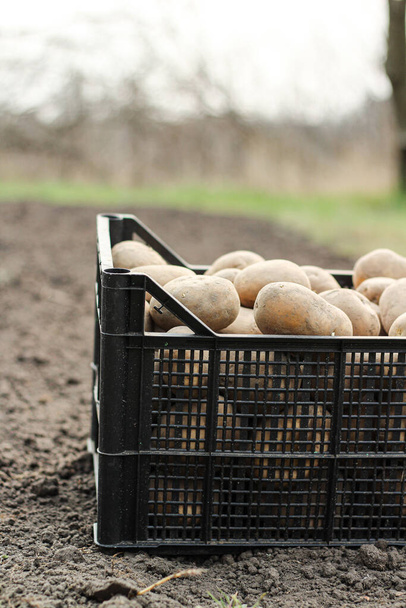 Planter des pommes de terre dans une boîte en plastique est sur le sol. Vue latérale
 - Photo, image