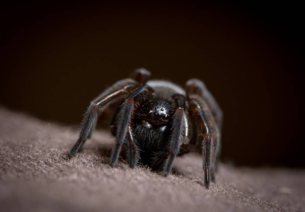 macro van grote spin met harige poten op een zwarte achtergrond - Foto, afbeelding