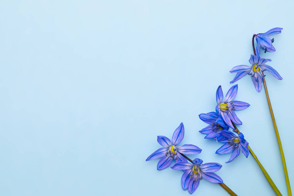 Delicadas hermosas flores Scilla siberica sobre un fondo de papel azul para un diseño temático de primavera. Fondo de primavera con flores azules con espacio de copia para texto
. - Foto, Imagen