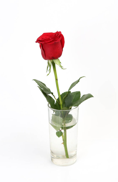 scarlet rose on a white background - Foto, afbeelding