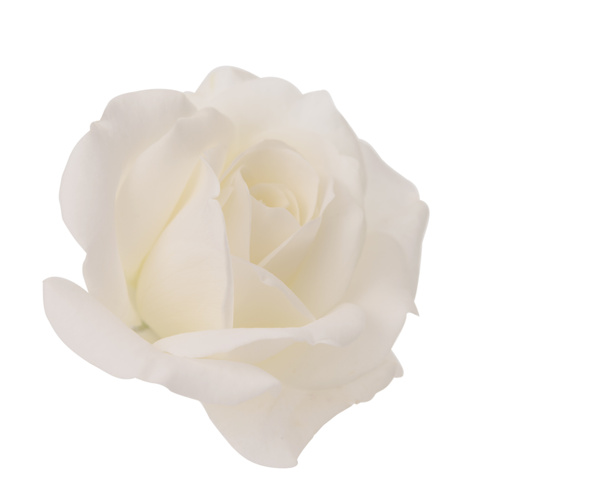 Rosa bianca isolata
 - Foto, immagini