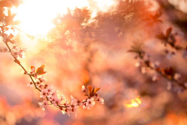 Voorjaarsbloesem van paarse sakura tegen blauwe lucht. Prachtige natuur met bloeiende boom en zonnevlam. Kersen, sakura, abrikoos, amandelbloesem bomen met roze lentebloemen - Foto, afbeelding