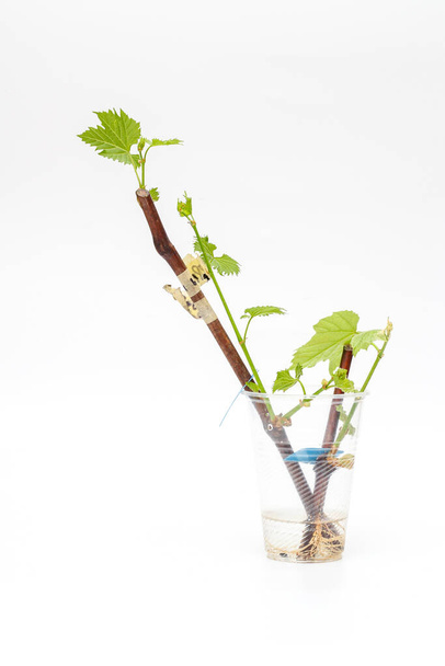 Geïsoleerde gewortelde druivenstekken met groene jonge bladeren op een witte achtergrond. Het proces van het kweken van wijnstokken thuis. - Foto, afbeelding