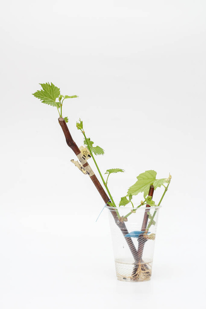 Vereinzelt wurzelnde Stecklinge mit grünen jungen Blättern auf weißem Hintergrund. Der Prozess des Weinanbaus zu Hause. - Foto, Bild