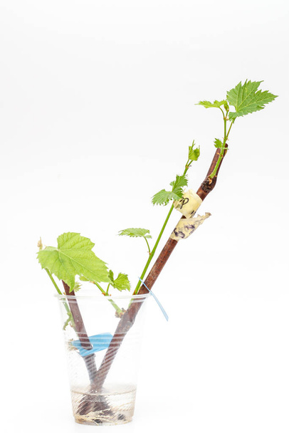 Изолированные корни виноградных лоз с зелеными молодыми листьями на белом фоне. Процесс выращивания виноградных лоз дома
. - Фото, изображение