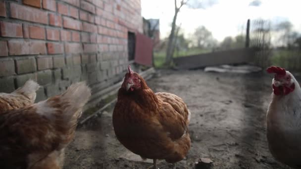 Biały i brązowy kurczak spacerujący na zewnątrz za płotem w wiosce rolniczej w poszukiwaniu pożywienia - Materiał filmowy, wideo