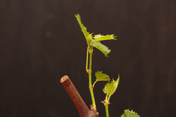 Verwurzelte Traubenschnitte auf dunklem, verschwommenem Hintergrund. Der Prozess des Weinanbaus. - Foto, Bild