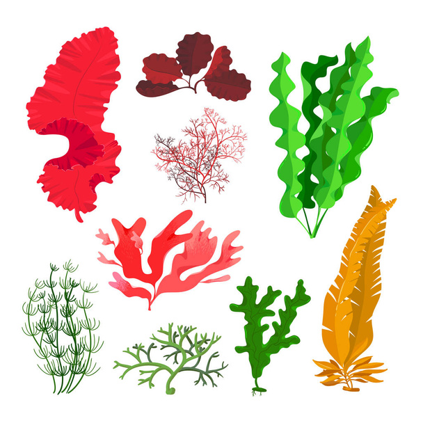 Seaweeds and Coral Reef Underwater Collection. Acuario, Océano y Algas marinas Plantas acuáticas aisladas en blanco
 - Vector, Imagen