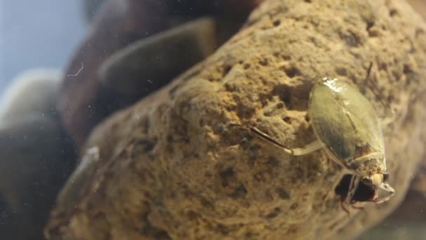 Inseto gigante da água juvenil comendo besouro minhoca
 - Filmagem, Vídeo