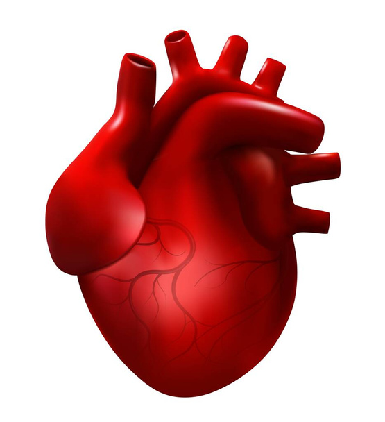 Realistische Darstellung menschlicher Herzvektoren. 3D-Modell der Kardiologie isoliert auf weißem Hintergrund. Rotes Herz, internes Organ, Anatomie-Ikone. - Vektor, Bild