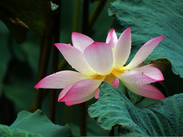 Lotus - Photo, Image