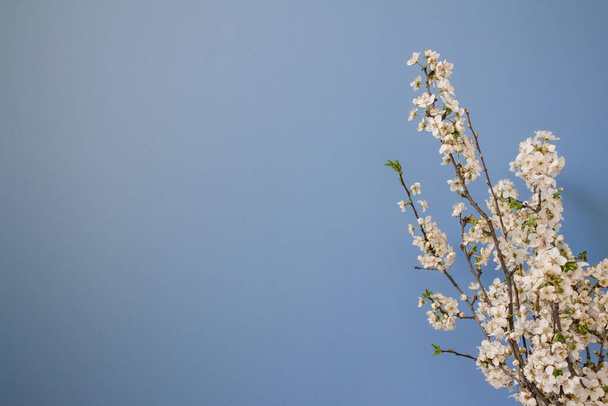 Lente bloem achtergrond met mooie witte lente bloemen bloeiende tak op blauwe muur achtergrond met kopieerruimte voor uw tekst, selectieve focus - Foto, afbeelding