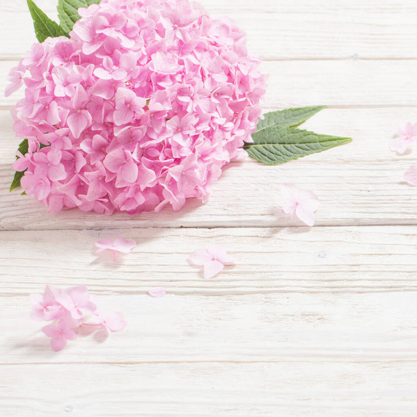pink hydrangea on white wooden background - Foto, Imagem
