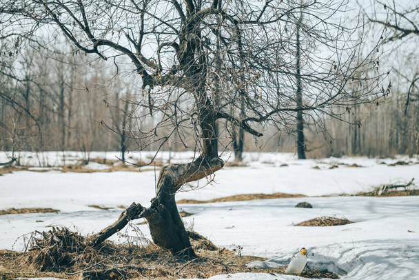 Ormandaki eğri büğrü kırık ağaç, karın yanında, bahar zamanı, ölü ağaç. - Fotoğraf, Görsel