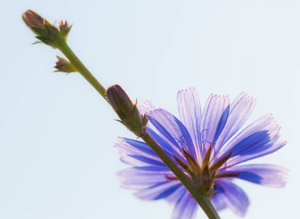 Cichorium intybus - chicory flower against a blue sky - Photo, Image