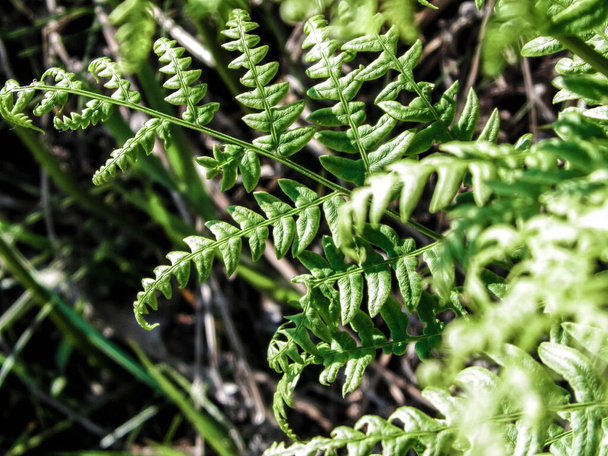 Primo piano di foglie verdi di felce verde (Polypodiopsida Cronquist). Sfondo naturale, concetto floreale. - Foto, immagini