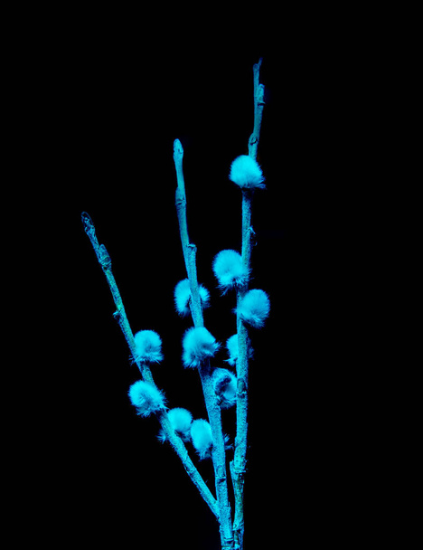 Primer plano de ramas de sauce en colores fríos sobre un fondo negro
 - Foto, Imagen