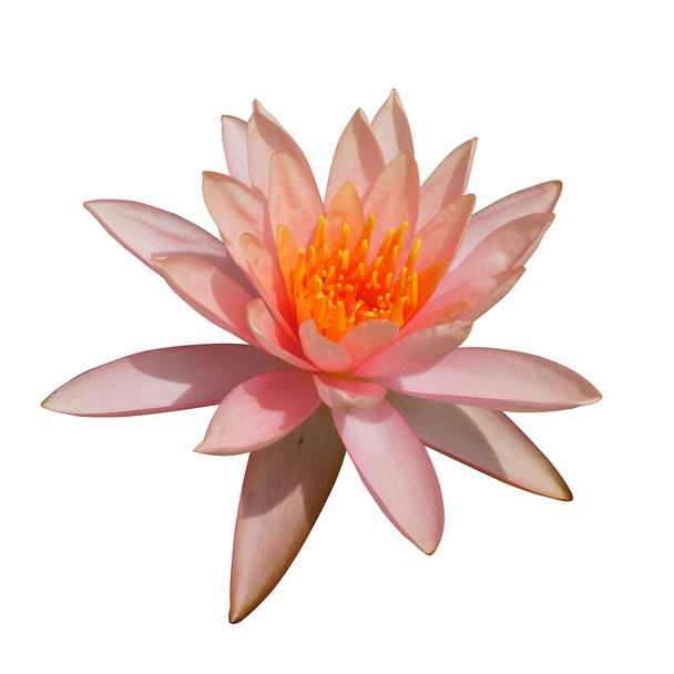 Квітка лотоса, що цвіте в сезон дощів
. - Фото, зображення