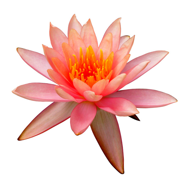 Lotus flower blooming in the rainy season. - Photo, Image