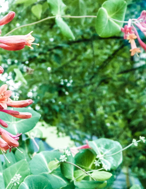 Lähikuva vaaleanpunainen kuusama (Lonicera L.) kukkia. Puolan luonto kesällä, kukka ja puutarhanhoito käsite. Kopioi tilaa, luonnon tausta
. - Valokuva, kuva