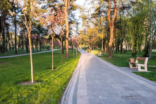 sunny summer park with trees and green grass - Valokuva, kuva
