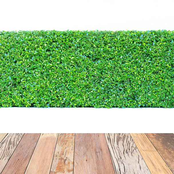 zelené listy rostlina s dřevěnou podlahou na vertikální zahradní zdi  - Fotografie, Obrázek