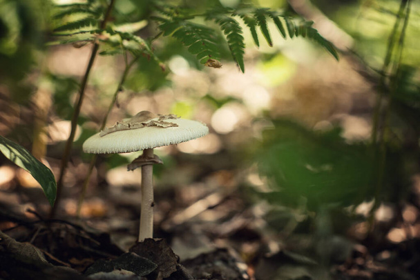 грибной зонтик в солнечном лугу вид сбоку
 - Фото, изображение