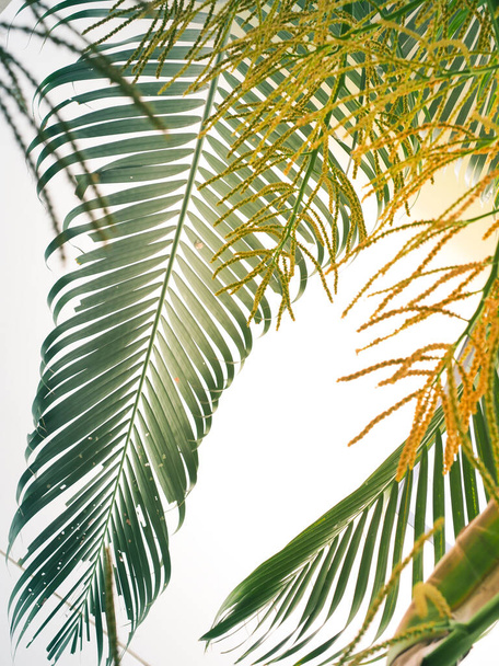 Palm trees leave beautiful leaves to welcome summer - 写真・画像