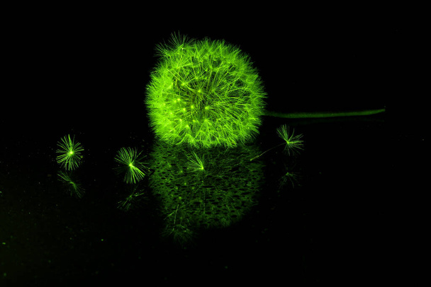 Soplar una bola de flores de diente de león iluminado por la luz verde
. - Foto, Imagen