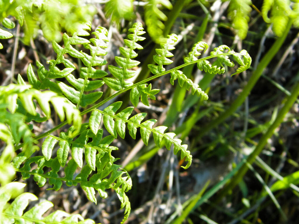 緑色のシダの緑の葉の閉じる(Polypodiopsida Cronquist) 。自然背景、花のコンセプト. - 写真・画像