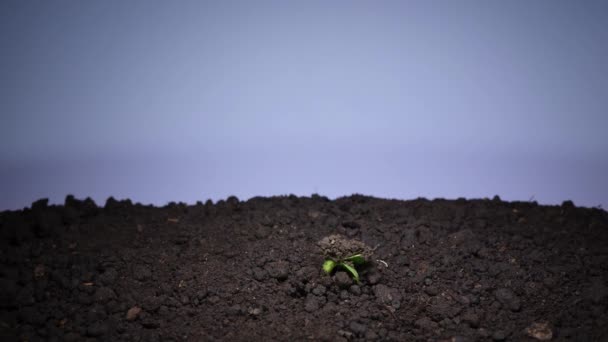 Rostliny čas vypršel, slunečnicové semínko roste ze země - Záběry, video